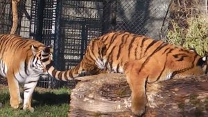 Tiger vs Dog