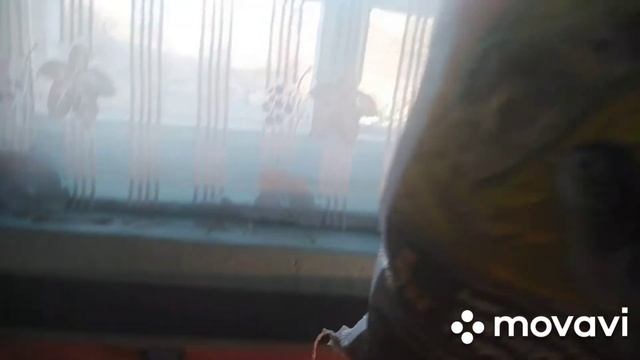 Вывод индюшат. Индюшата белая широкогрудая. первый опыт смотреть онлайн