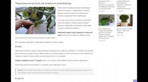 Как укоренить декабрист в воде или грунте: правила размножения шлюмбергеры черенками из листьев