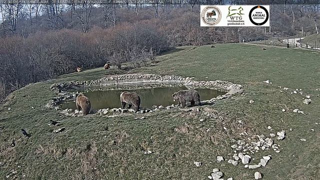 Мишка вдоль ограды ходит, ждет столовку. Три мишки загорают . #Медведи#МедвежийУгол#Румыния смотреть онлайн