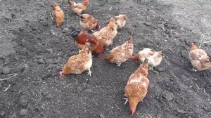 Фокси Чик мясо яичный кросс итоги годичного содержания. Плюсы и минусы этого кросса.