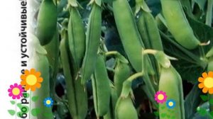 Горох (Cамый ранний). Краткий обзор: Горох описание характеристик, где купить семена