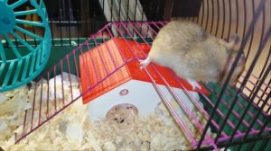 Как приручить хомячка?//how to tame a hamster?