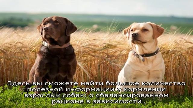 Всё о кормлении взрослых собак: рацион, дозировки и правила смотреть онлайн