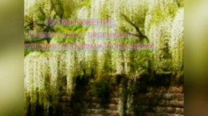 Глициния - не только прекрасный медонос, но и украшение вашего сада..