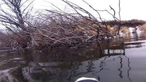 Сом на Урале