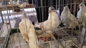 25.02.24 ЯРМАРКА ГОЛУБЕЙ. БРОННИЦЫ