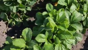 Крупноплодная садовая земляника. Почему не цветут кусты?