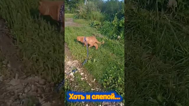 Котофей 🐱 очень ищет дом 🏡