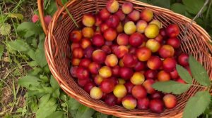 Слива Алтайская Юбилейная