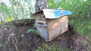 НАЛОВИЛ В ЛОВУШКИ МНОГО РОЁВ, СНИМАЮ ИХ И ВЕЗУ НА ПАСЕКУ.