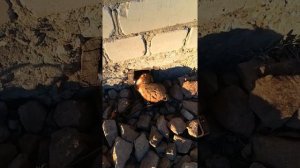 Как поймать хомяка на даче 7