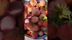 Финская Розовая клубника