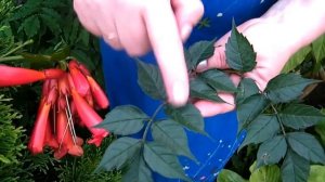 ВАЖНЫЙ ВОПРОС!!! КАК ОТЛИЧИТЬ ГЛИЦИНИЮ ОТ КАМПСИСА ПРИ ПОКУПКЕ?!!! wisteria  Campsis