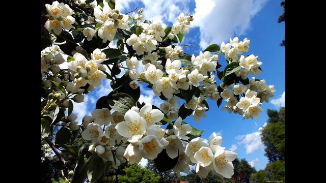 Жасмин : Матрица на Гаряев