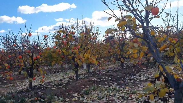 Хурма, всё про Хурму. Полезные свойства а также много другого интересного про эту ЯГОДУ. смотреть онлайн