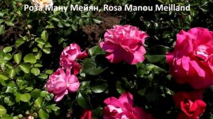 Розы на мощных кустах с букетным цветением! А тут еще и бутоны сказочной красоты, до 18 см.