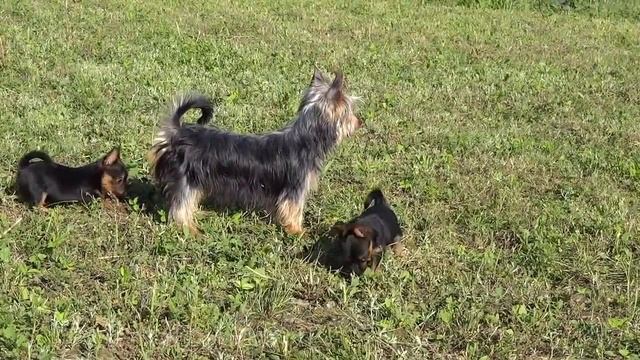 Щенки Австралийского терьера, питомник ЯКОГОР / Puppy  Australian terrier 2