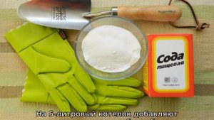 Сода для опрыскивания огурцов