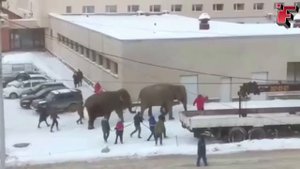 Животные Сбегают Из Зоопарков и Цирков