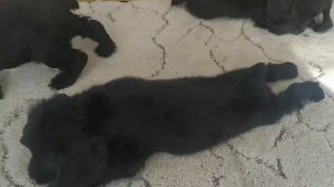 Щенки Английский кокер спаниель 1,3 месяца