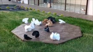 Голуби Павлины - Золотая Молодежь 2019 /Pigeons Peacocks - Golden Youth (Татьяна Горбунова,Тольятти