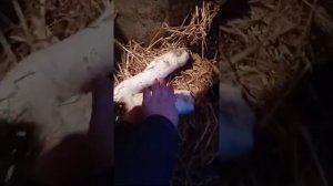 Наложили гипс маленькому теленку.