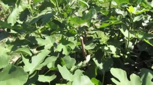 инжир в таганроге