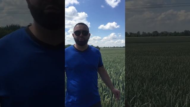 Оз. Пшеница (двуручка) "Новелл"/NOVELL (Канада) DER TREY 2019