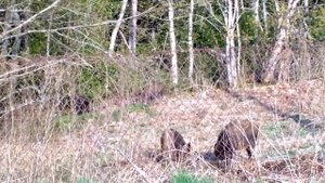 Подошёл к кабанам на 9 метров