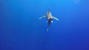 Смертельно опасная Длиннокрылая акула. Carcharhinus longimanus. Дайвинг в Египте