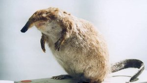 Красная книга Казахстана.wmv