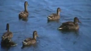 Серая утка с утятами