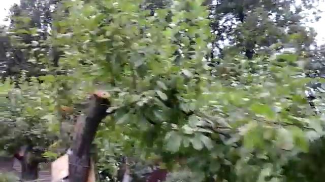 Старые яблони после омолаживающей обрезки, первый год. Часть 1 смотреть онлайн