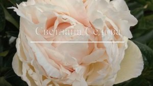 Поздние пионы. Сорта. Часть 1.