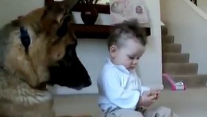 Маленький ребенок и большая собака!