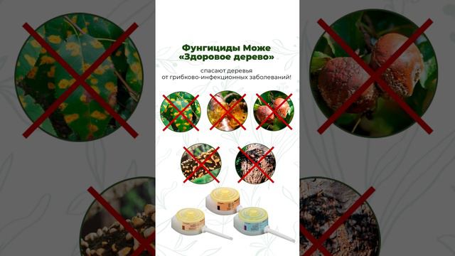 Как лечить деревья? Фунгициды для стволовых инъекций