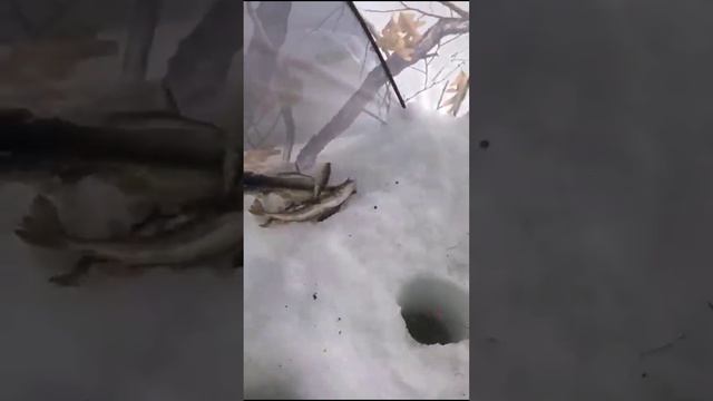 Ловля наваги на блёсны от Mr. Musurok