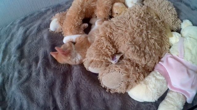 Goldie Голдик золотце