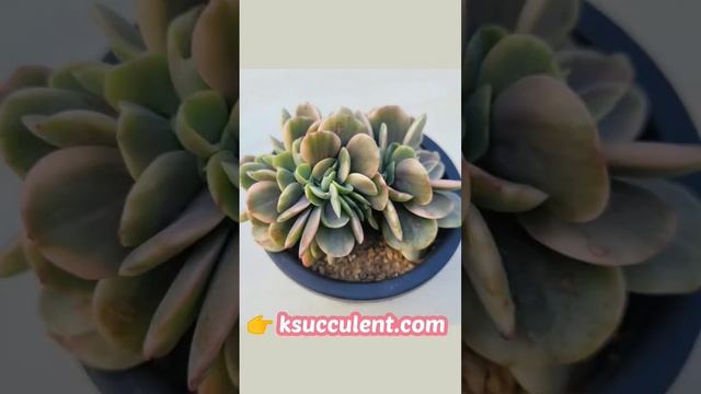 Echeveria 'Silk Road 'Variegated,Cristata/rare Korean succulents