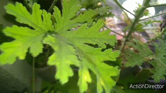 Rozetla-Biljka Protiv Dijabetesa смотреть онлайн