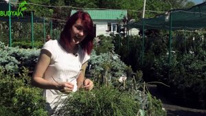 Випуск 42. Туя складчаста Whipcord