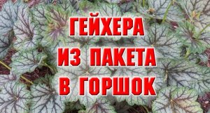 ГЕЙХЕРА Из пакета в горшок