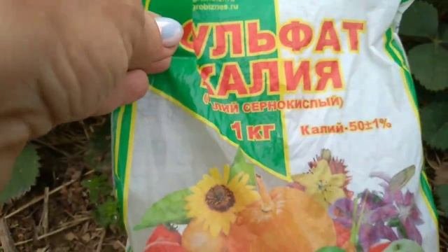 Крупноплодная земляника. Очень важная подкормка для налива сладких ягод!