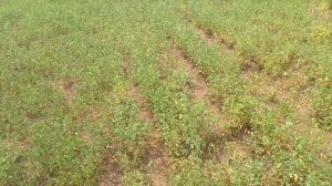 Выводы по борьбе с повеликой.Прощаюсь с люцерной.
