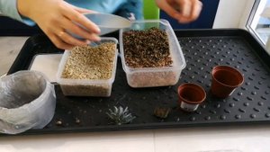 Грунт для суккулентов. Посадка суккулентов.