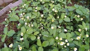 Чем подкормить клубнику во время цветения.mp4