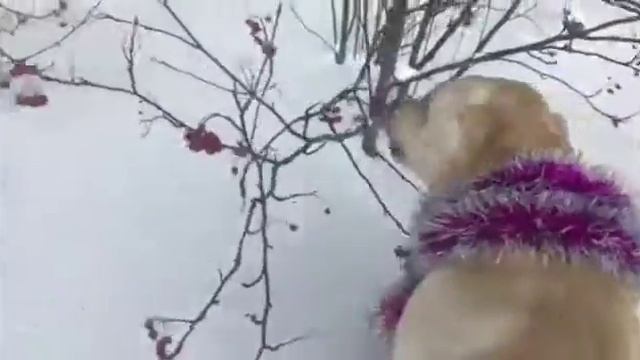 Новогодние забавы.Гостиница Собачья Дача.