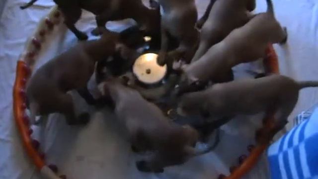 Chirneco Dell Etna Помет L