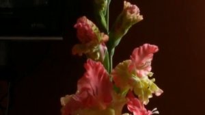 Цветение гладиолусов. Сорт "Счастливый весельчак"